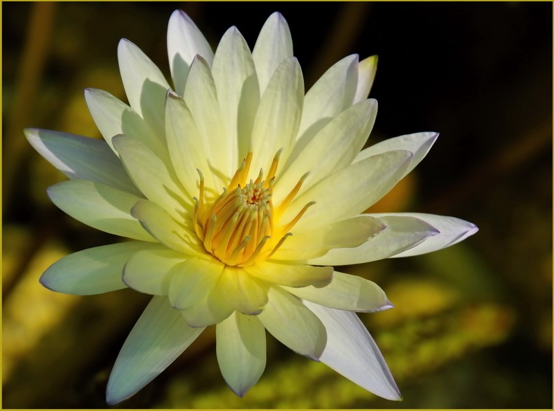 Pond Beauty